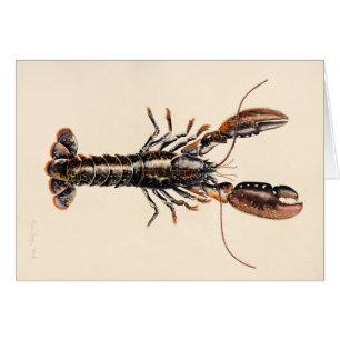 Un homard de Solva