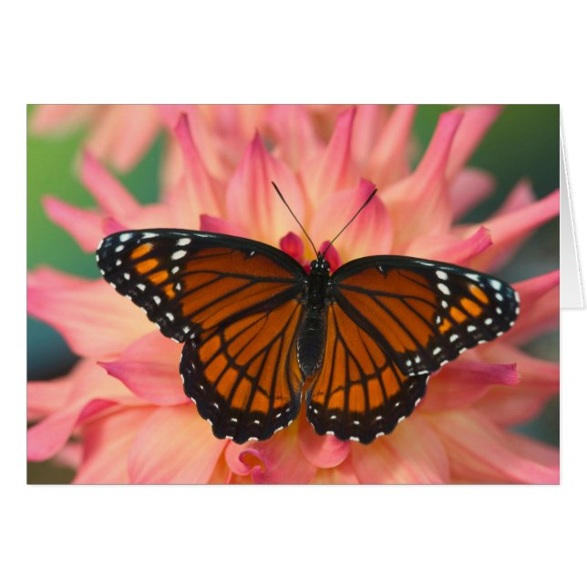 Un imitateur du monarque papillon (Devant horizontal)