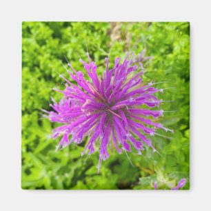 Un indice de Z "Fuschia Burst" aimant