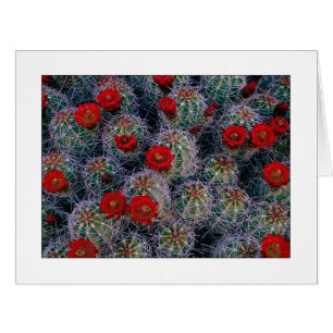 "Un jardin Rose du désert"