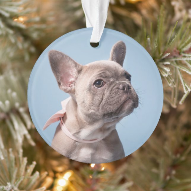 Un joli chien de taureau français (Arbre)