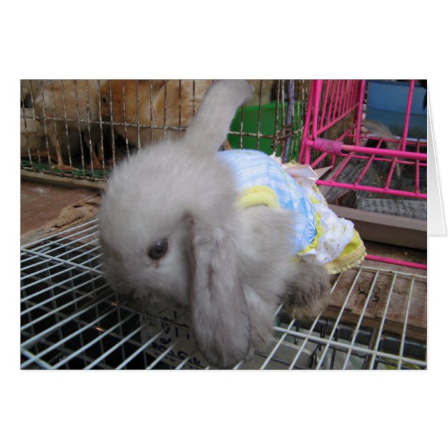 Un lapin dans une carte robe (Devant horizontal)