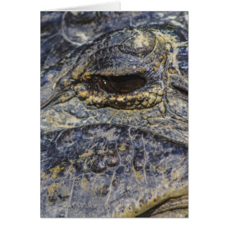Un oeil de Gator