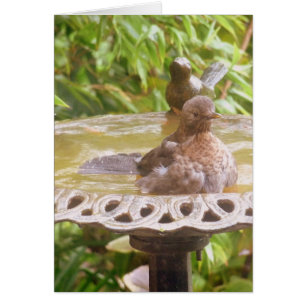 Un Oiseau Dans Le Bain