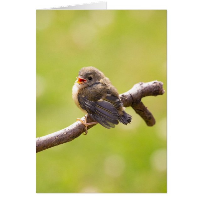Un oiseau mignon chantant joyeusement en été (Devant)