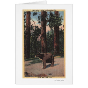 Un ours Brown dans les bois