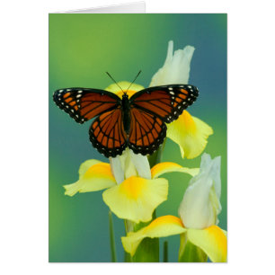 Un papillon Viceroy sur un iris japonais jaune
