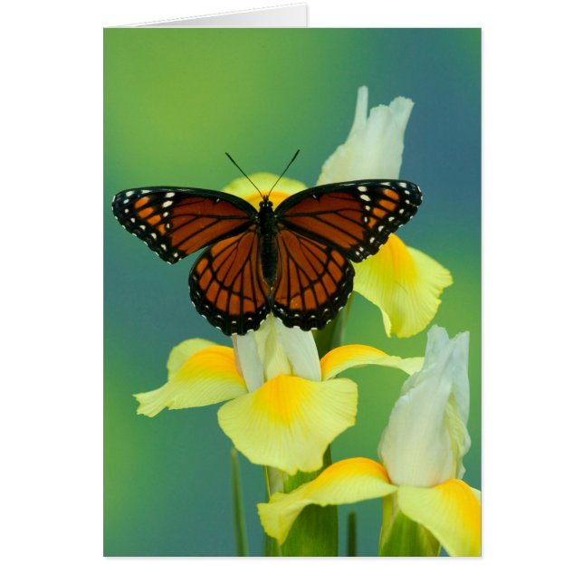 Un papillon Viceroy sur un iris japonais jaune (Devant)