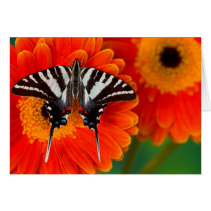 Un papillon Zebra Swallowtail