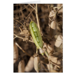 Un Pois Vert Sur Un Plante De Pois Séché