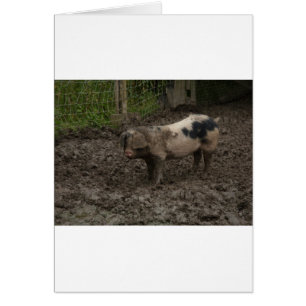 Un porc en canard