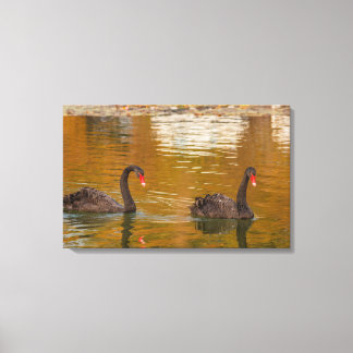 un rare exemple de cygne noir sur toile enveloppée