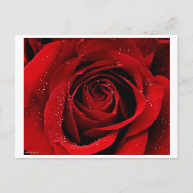 Un Rose dans la carte postale Bloom (Devant)