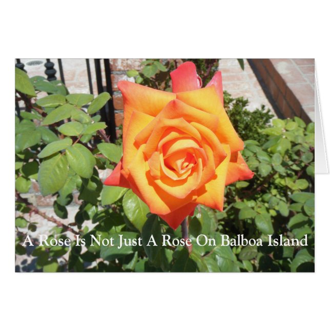 Un rose n'est pas simplement un rose… qu'il est (Devant horizontal)