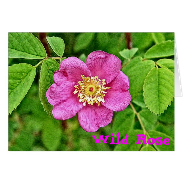 Un Rose sauvage (Devant horizontal)