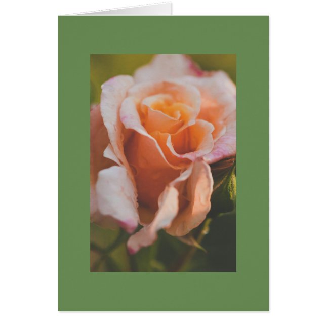 Un rose sous la pluie (Devant)