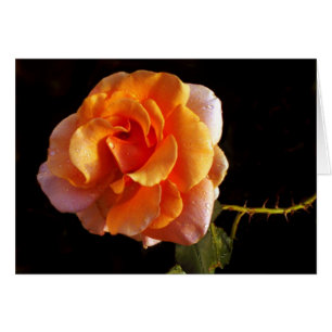 Un rose toujours