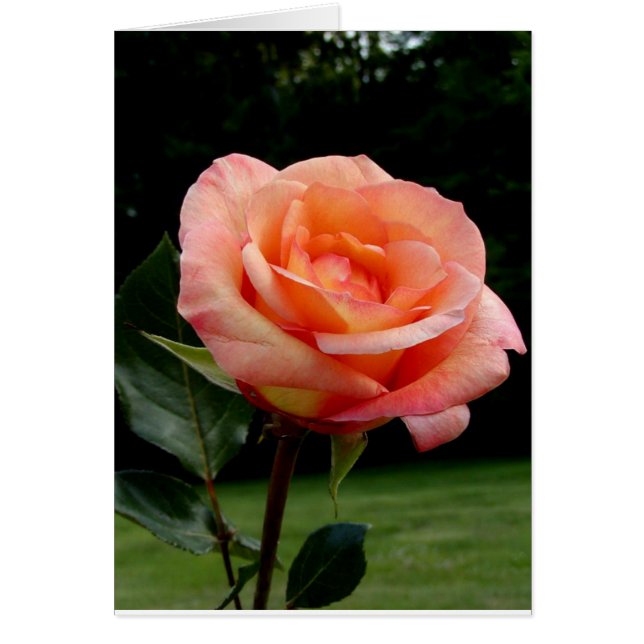 Un Rose unique (Devant)