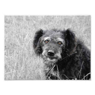 Un sourire de chien, photo de chien, portrait de c
