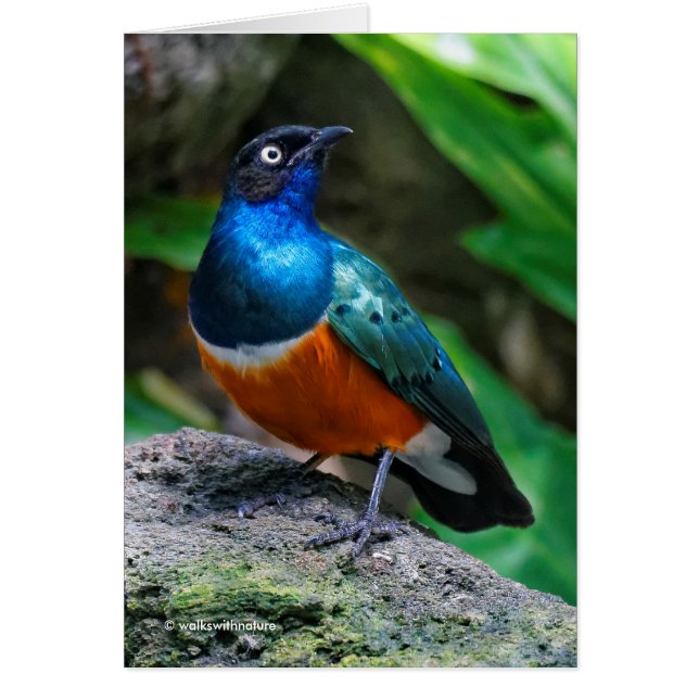 Un Superbe Songbird Starling Africain (Devant)