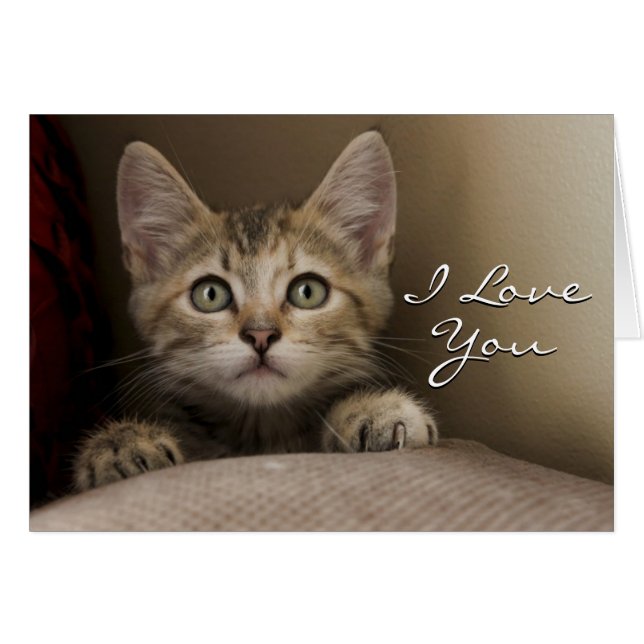 Un Tabby Kitten Très Sucré (Devant horizontal)