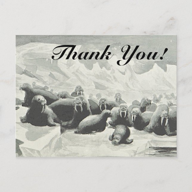 Un troupeau de morses "Merci" ! Carte postale (Devant)
