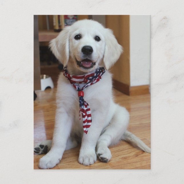 Unabhängigkeitstag, 4. Juli Postkarte (Vorderseite)