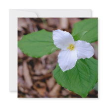 Unbearbeitete Fotografie der Frühlings-Trillium-Fa