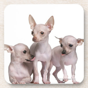 Unbehaarte Chihuahua (5 und 7 Monate alte) Getränkeuntersetzer