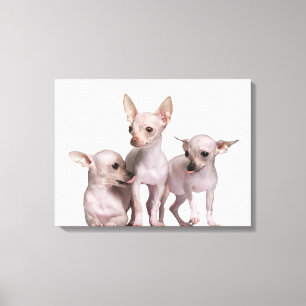 Unbehaarte Chihuahua (5 und 7 Monate alte) Leinwanddruck