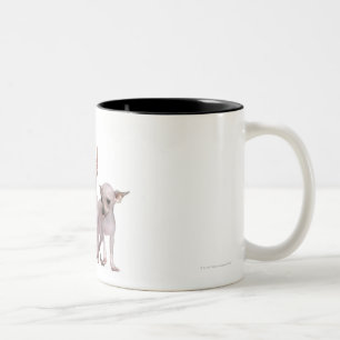 Unbehaarte Chihuahua (5 und 7 Monate alte) Zweifarbige Tasse
