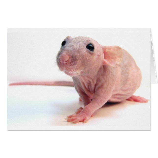Unbehaarte Ratte (Vorderseite (Horizontal))