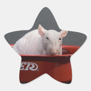 UNBEHAARTER RATTEN-STERN-AUFKLEBER Stern-Aufkleber