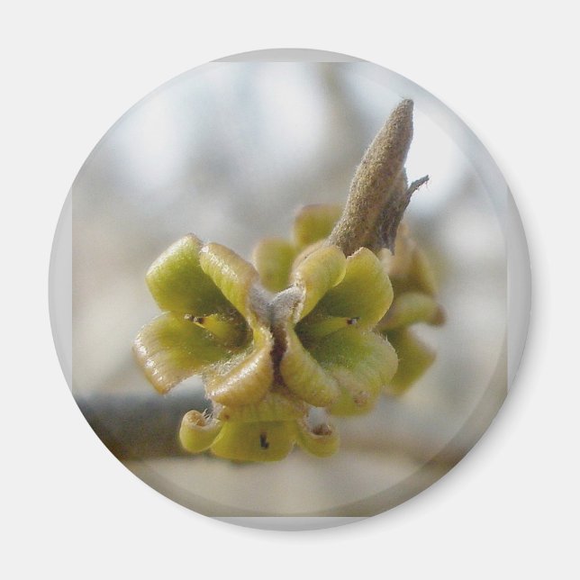 Unbekannte Baumstruktur-Blume - Springtime Magnet (Vorne)