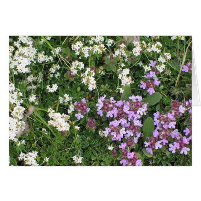 Unbekannte Blume (Vorderseite (Horizontal))