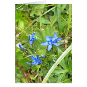 Unbekannte Blume auf der Seiser Alm, Italien