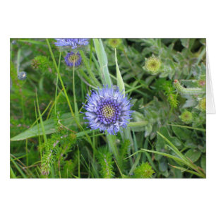 Unbekannte Blume, Cliffs of Moher, Irland