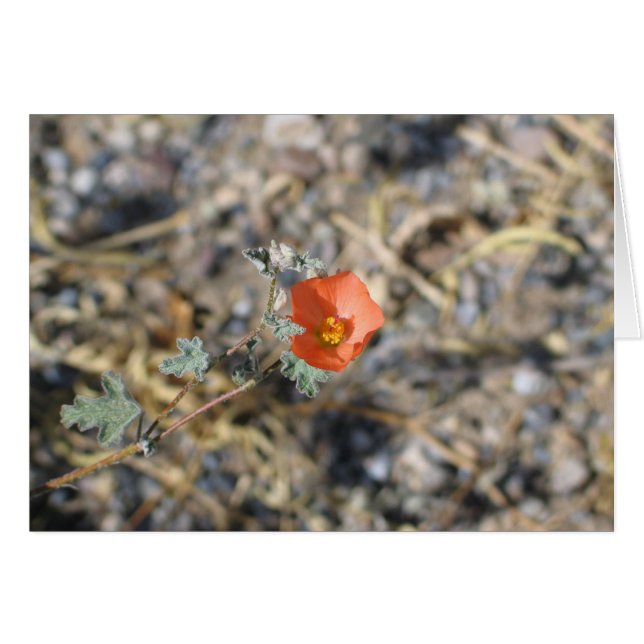 Unbekannte Blume, Death Valley National Park (Vorderseite (Horizontal))
