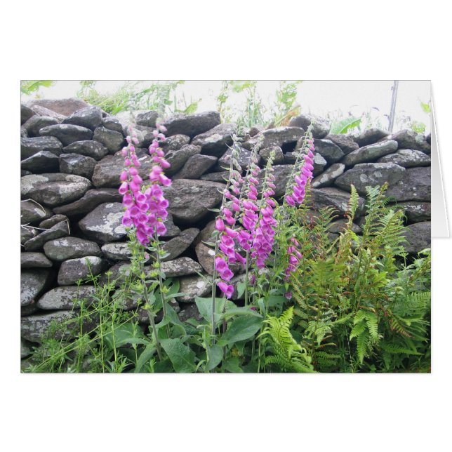 Unbekannte Blume, Dingle Halbinsel, Irland (Vorderseite (Horizontal))