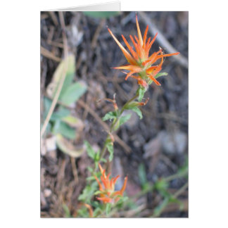 Unbekannte Blume im Sequoia-Nationalpark
