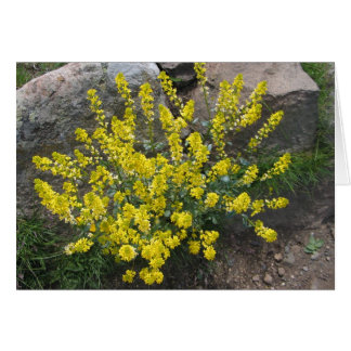 Unbekannte Blume, Seiser Alm, Italien