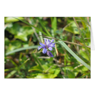 Unbekannte Blume, The Burren, Irland