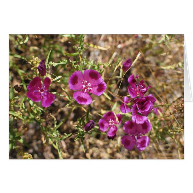 Unbekannte Blume, Yosemite Nationalpark (Vorderseite (Horizontal))