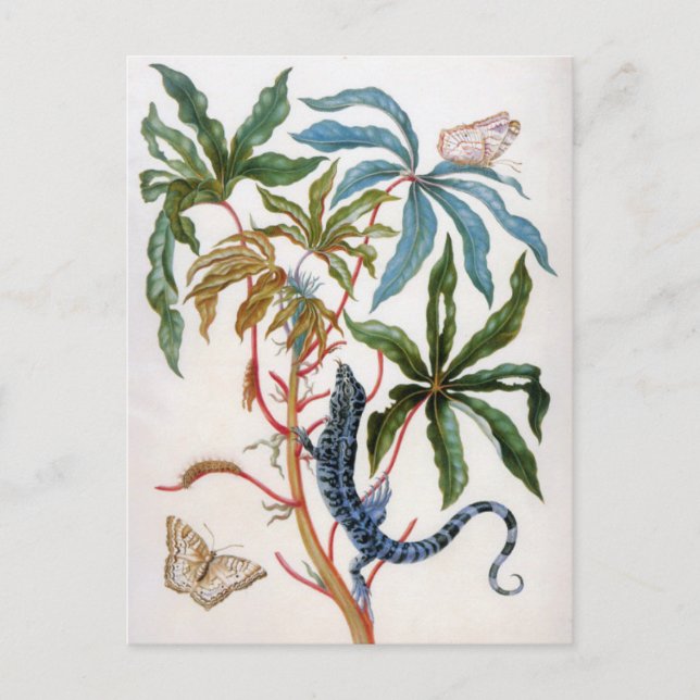 unbekannter Titel von Maria Sibylla Merian Postkarte (Vorderseite)