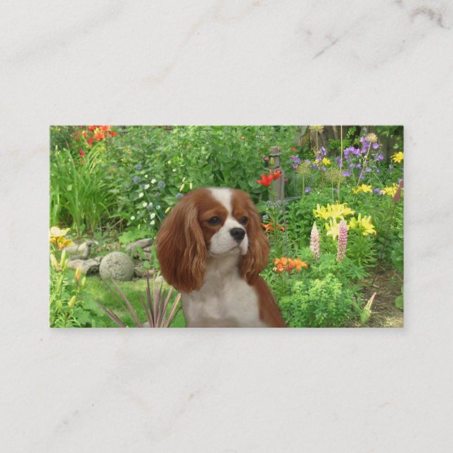 Unbekümmerte Königcharles Spaniel BreederBusiness Visitenkarte (Vorderseite)