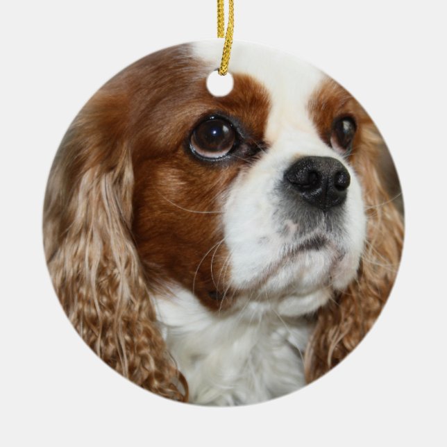 Unbekümmerte Königcharles Spaniel-Verzierung Keramikornament (Vorne)