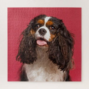 Unbekümmerter Königcharles Spaniel