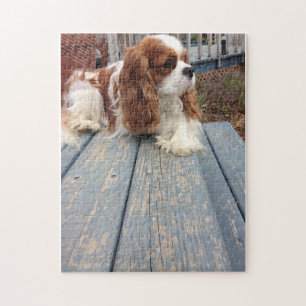 Unbekümmerter Königcharles Spaniel