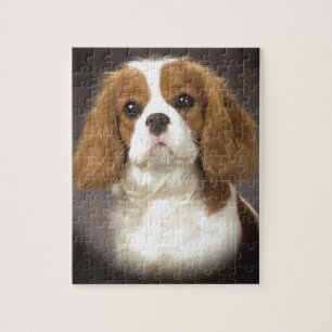 Unbekümmerter Königcharles Spaniel