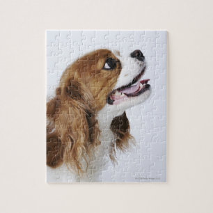 Unbekümmerter Königcharles Spaniel